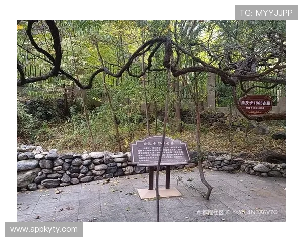 开云官网登录流程详解，帮助用户快速完成注册与登录操作